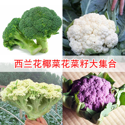 西兰花青梗松花菜椰菜花种子有机花菜60天80天100天1天蔬菜种子 虎窝淘