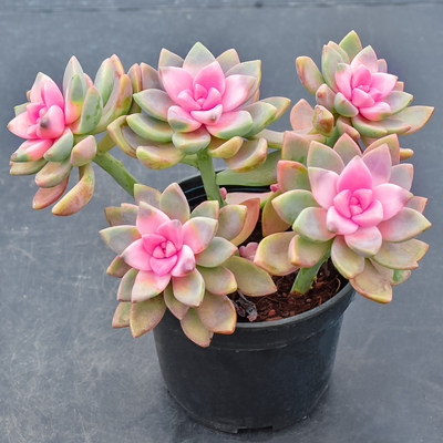 淡雪锦紫雾开花稀有品种精品多肉植物老桩大株肉肉