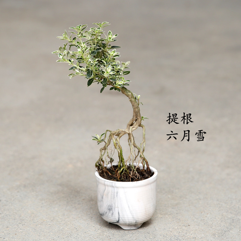 提根六月雪植物盆景老桩悬崖式室内桌面金边迷你小盆栽中国风包邮 虎窝淘 提根六月雪植物盆景老桩悬崖式室内桌面金边迷你小盆栽中国风包邮 虎窝淘
