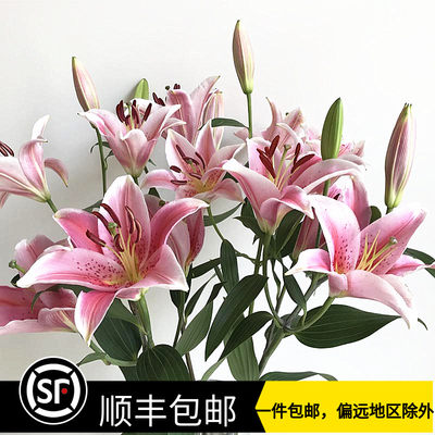 云南昆明直批3头香水百合花鲜花10枝速递基地直发水养花束女神节 虎窝淘