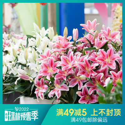 虹越进口香水百合种球lo东方百合ot花卉庭院盆栽多年生球根花预售 虎窝淘