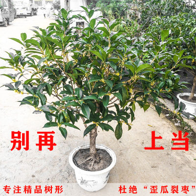 桂花树苗盆栽金桂浓香型四季地栽室内庭院客厅植物八月金桂花树苗 虎窝淘