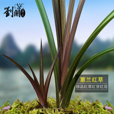 刘阁兰花苗盆栽蕙兰红草红叶冬带浓香花苞出售室内外绿植物花卉 虎窝淘