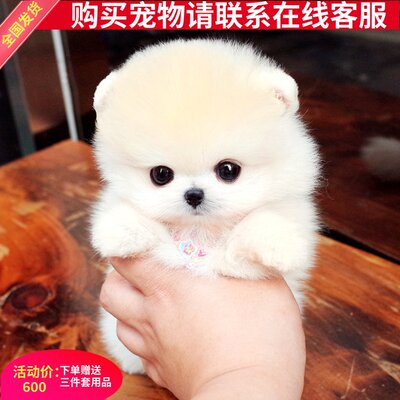 博美茶杯犬 价格 图片 淘宝天猫博美茶杯犬优惠商品大全 2 综合排序 虎窝淘