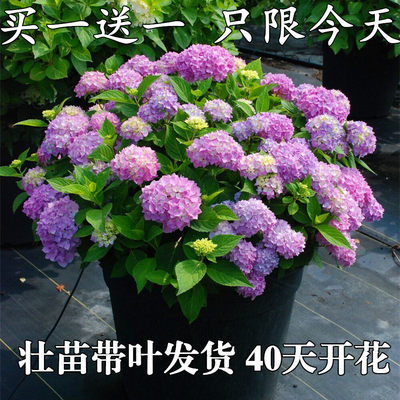 绣球花苗小苗盆栽万华镜无尽夏花手鞠八仙花苗室内外庭院花卉植物 虎窝淘