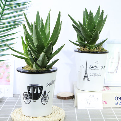 芦荟盆栽多肉植物室内花卉吸甲醛植物吸水盆万重山花卉绿萝小芦荟 虎窝淘