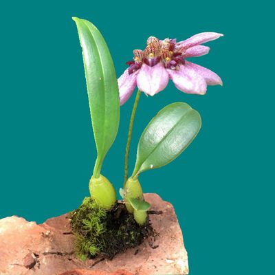 花舞雪日本进口花吹雪促花肥植物营养液有机肥料开花神器盆栽家用