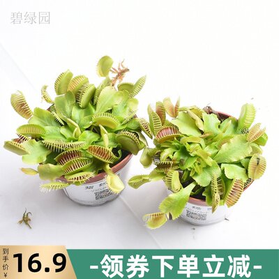 捕蝇草驱蚊草食人花猪笼食蝇草盆栽大嘴奇趣吃虫宿舍室内花卉植物 虎窝淘