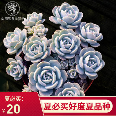 鲁氏石莲粉鲁安娜玫瑰群生老桩一物一拍多肉植物绿植花卉向阳派 虎窝淘