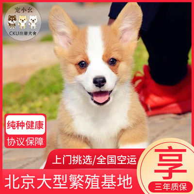 柯基幼犬纯种柯基犬短腿黄白黑色威尔士柯基中型活体宠物狗狗活物 虎窝淘
