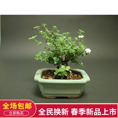 提根六月雪盆景六月雪小盆栽悬崖树桩盆景室内窗台绿植老桩六月雪 虎窝淘