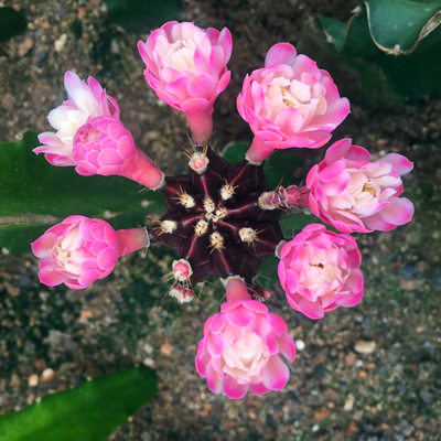 紫牡丹仙人球会开花的嫁接带柱子球春夏开花室内多肉植物盆栽花卉 虎窝淘
