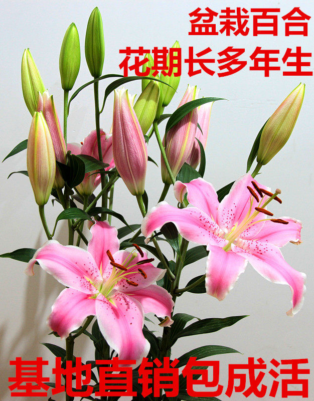 香水百合盆栽花卉盆景绿植室内外四季花香成品带花苞发货 虎窝淘