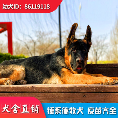 北京柏林犬业纯种锤系德国牧羊幼犬崽黑背中狼狗护卫大头活体宠物 虎窝淘