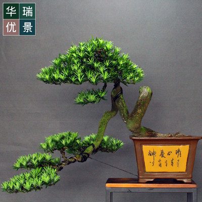 低价精品如派造型罗汉松盆景办公居家盆栽四季常青植物室内松柏 虎窝淘