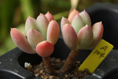 青星美人一物一拍景天科厚叶草属多肉植物早安日光满58包邮 早安日光多肉植物 淘优券