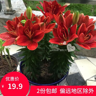 红色彼岸花大种球曼珠沙华盆栽种子红花石蒜花种精选球根容易开花