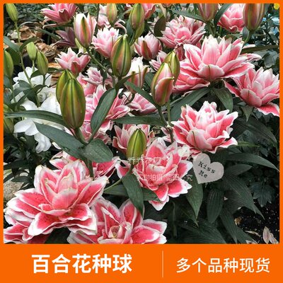 乔乔花屋香水百合花种球重瓣系列多个品种现货 虎窝淘