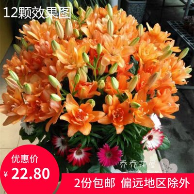 乔乔花屋亚洲百合种球重瓣矮化无香盆栽系列小惊喜3粒装现货 虎窝淘