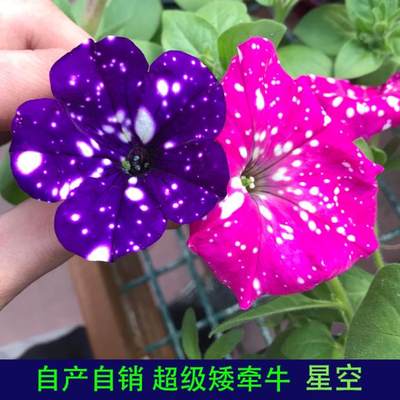超级矮牵牛蓝星空夜空花苗盆栽带花矮牛花种子室内外四季开花花卉 虎窝淘