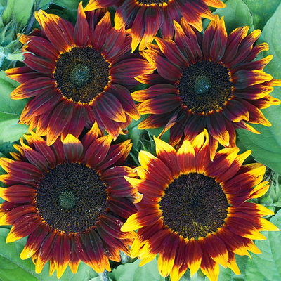 夏夏花店 新品 英国tm 红色黑心重瓣向日葵 进口四季种易活花种子 虎窝淘