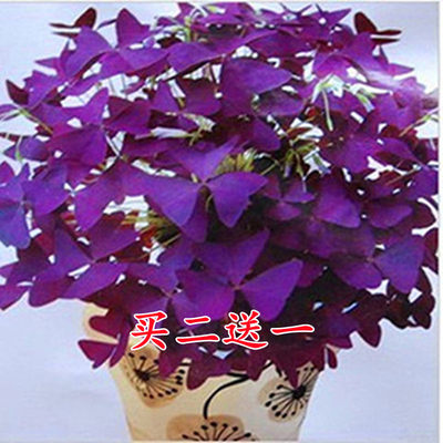 紫叶酢浆草种球幸草紫蝴蝶盆栽球根紫三叶草多年生四月花卉植物 虎窝淘