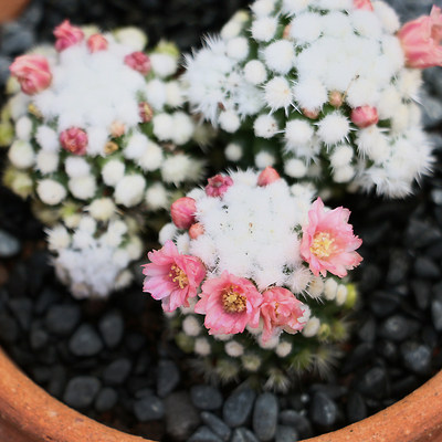 Minipot 明日香姬不扎手毛绒可爱萌系仙人球仙人掌多肉植物 虎窝淘