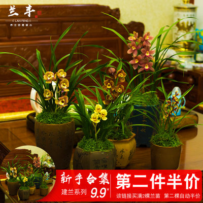 兰花盆栽植物名贵花苗浓香带花苞兰花苗四季兰草花卉迷你文心兰 虎窝淘