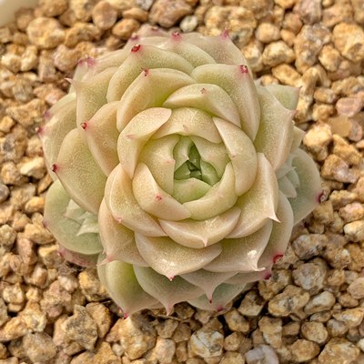 7月1日第16轮直播专拍肉喃喃多肉麦秆女王多肉植物早晚 虎窝淘