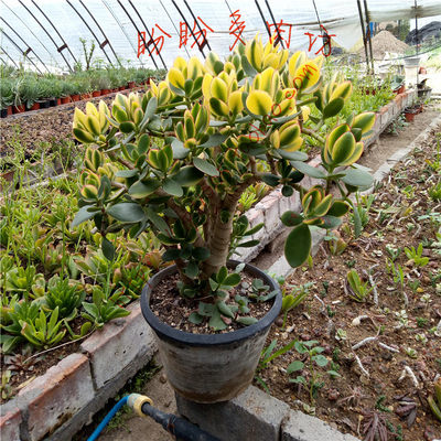 多肉新花月锦花月系落日之雁多肉植物老桩一物一拍盼盼多肉坊 虎窝淘