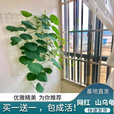 买一送一山乌龟带芽好养室内盆栽多肉植物花盆大株办公桌四季爬藤 虎窝淘