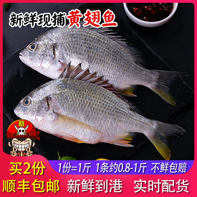 新鲜大黄翅鱼海鲜水产鲜活黄鳍鲷冷冻黄脚立深海鱼1只400 500g 虎窝淘