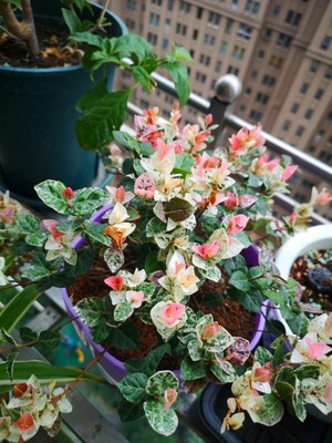 花叶络石植物五彩耐晒盆栽黄金彩叶吊兰花槽阳台庭院四季点缀 虎窝淘