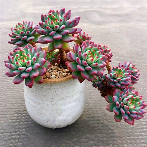 蓝苹果多肉植物稀有冬美人老桩绿植盆景室内大颗好养法师盆栽清仓