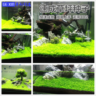 鱼缸速成草坪种子水草活体前景草水族造景超迷你矮牛毛草迷你对叶 虎窝淘