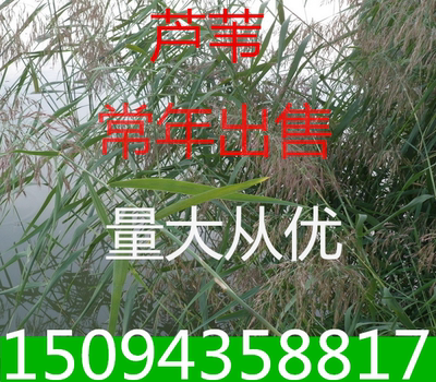 水生植物芦苇苗公园水池岸边假山造景净化水质植物芦苇根苗芦苇 虎窝淘