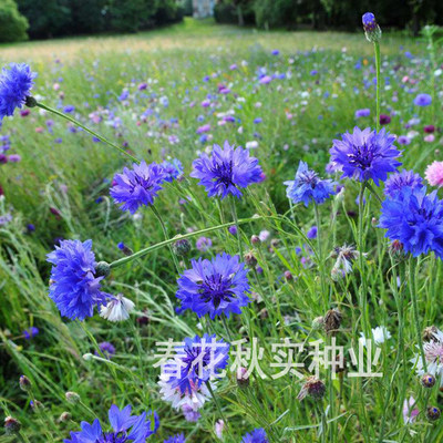 蓝色矢车菊花卉种子玉黍蜀花花卉种子盆栽花园庭院花卉种子 虎窝淘