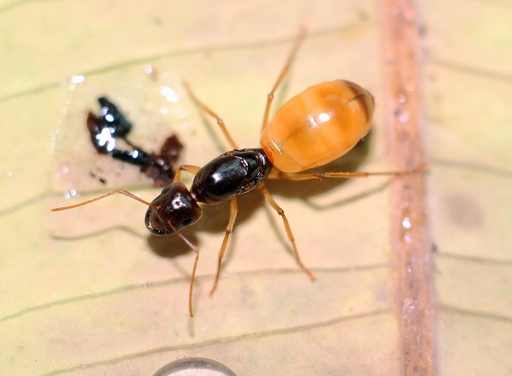 黑金土耳其弓背蚁camponotus Turcestanus 宠物蚂蚁活体 虎窝淘 黑金土耳其弓背蚁camponotus Turcestanus 宠物蚂蚁活体 虎窝淘