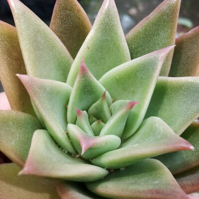 芭蕉多肉植物叶片叶子叶插新品冬云杂长尖尖长叶肉肉 虎窝淘