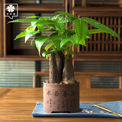 发财树盆栽植物室内小盆景四季常青绿植客厅办公室桌面花卉招财树 虎窝淘