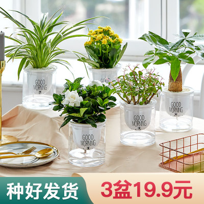 绿植室内盆栽植物发财树办公室水培好养小绿植花卉 绿植室内盆栽植物发财树办公室水培好养小绿植花卉