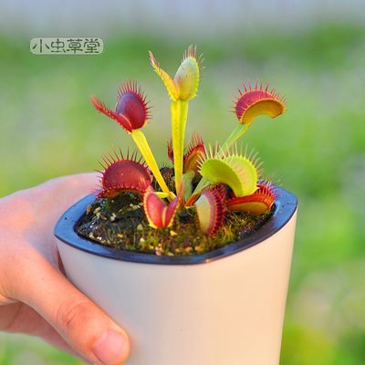 B52捕蝇草小虫草堂食虫草植物盆栽大嘴超大型巨夹驱蚊草室内吃虫 虎窝淘