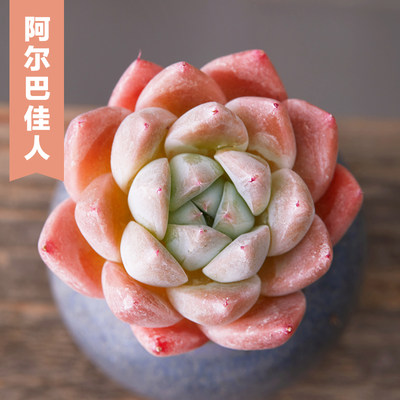 美诺花园西施阿尔巴佳人多肉植物阳台办公室肉肉植物高品质颜色正 虎窝淘