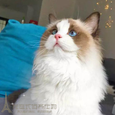 上海出售纯种布偶猫活体蓝双色海豹重点色手套色布偶幼猫宠物猫p 虎窝淘