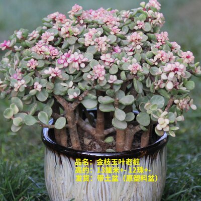拼购园艺多肉金枝玉叶多肉植物盆栽花卉绿植雅乐之舞老桩银杏木 虎窝淘