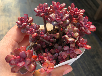 紫梦群造型小庄多肉植物小型种非蓝宝石凌波仙子一物一拍绿植盆栽 虎窝淘