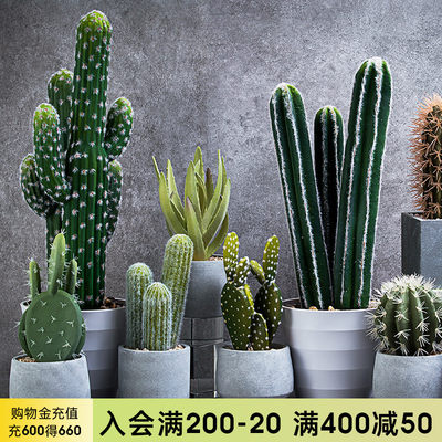 如一花开仿真仙人掌假绿植盆景北欧植物盆栽创意水泥花盆桌面装饰 虎窝淘