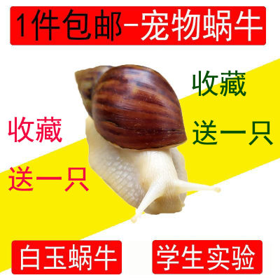 蜗牛宠物白玉蜗牛套装活体观赏大蜗牛卵小蜗牛活物饲料饲养土 虎窝淘