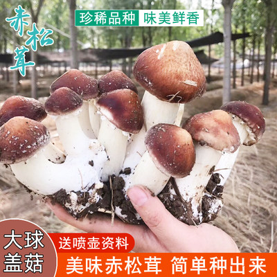 大球盖菇赤松茸菌包菌种蘑菇菌包食用菌菌种家庭蘑菇盆栽阳台 虎窝淘