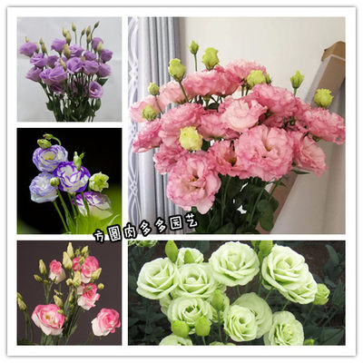 现货重瓣洋桔梗花苗切花洋桔梗苗多年生耐寒耐热72穴苗1株价 虎窝淘